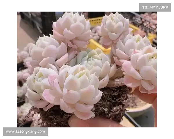 安赛龙在丹麦园艺展览中亮相 展示自种多肉植物的独特魅力